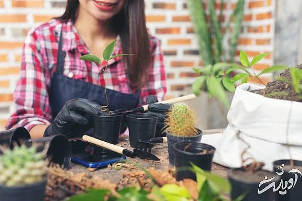 پرورش گیاهان